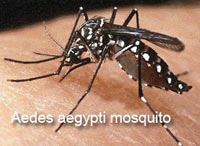 Aedes aegypti mosquito